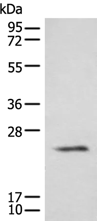 Class A basic helix loop helix protein 9 (BHLHA9) Rabbit Polyclonal Antibody - image 1