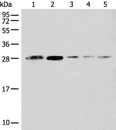 CLPP Rabbit Polyclonal Antibody - image 1