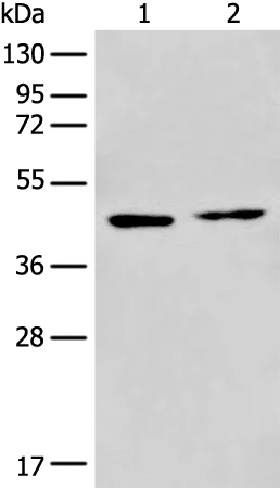 PRMT6 Rabbit Polyclonal Antibody - image 1