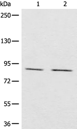 MARK2 Rabbit Polyclonal Antibody - image 1