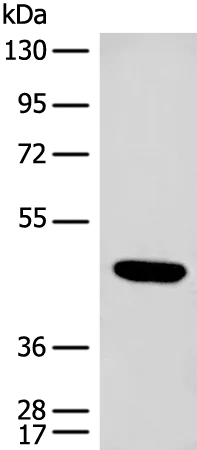 Cyclin J (CCNJ) Rabbit Polyclonal Antibody - image 1
