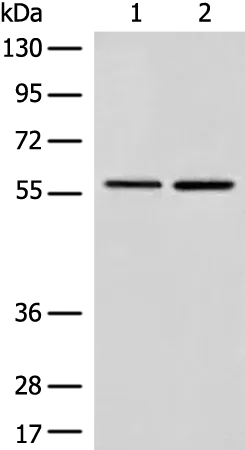 DMAP1 Rabbit Polyclonal Antibody - image 1