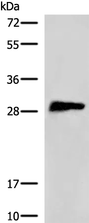 EFHD2 Rabbit Polyclonal Antibody - image 1