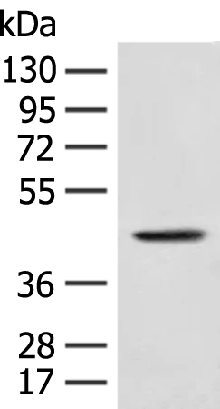 HLAB (HLA-B) Rabbit Polyclonal Antibody - image 1