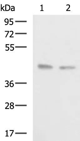 BXDC2 (BRIX1) Rabbit Polyclonal Antibody - image 1