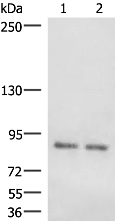 HOOK3 Rabbit Polyclonal Antibody - image 1