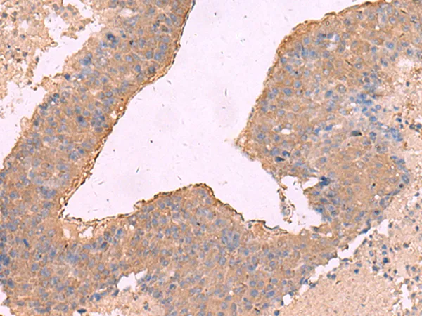 NIPSNAP1 Rabbit Polyclonal Antibody - image 1