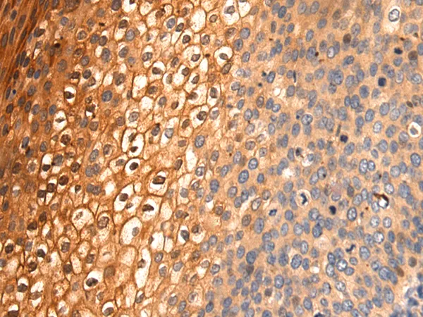 CLOCK Rabbit Polyclonal Antibody - image 1