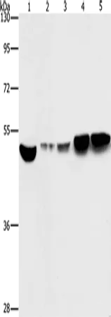 Non Neuronal Enolase (ENO1) Rabbit Polyclonal Antibody - image 1
