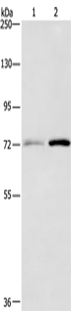 CD239 (BCAM) Rabbit Polyclonal Antibody - image 1