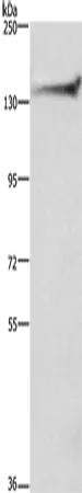 DCTN1 Rabbit Polyclonal Antibody - image 1