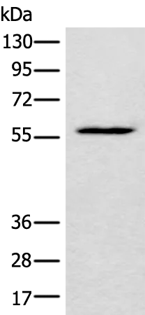 LDHD Rabbit Polyclonal Antibody - image 1