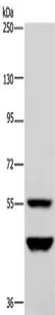 MTF2 Rabbit Polyclonal Antibody - image 1