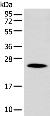 PGRMC1 Rabbit Polyclonal Antibody - image 1