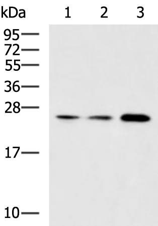 RAB3A Rabbit Polyclonal Antibody - image 1