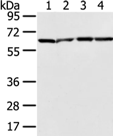 ATIC Rabbit Polyclonal Antibody - image 1