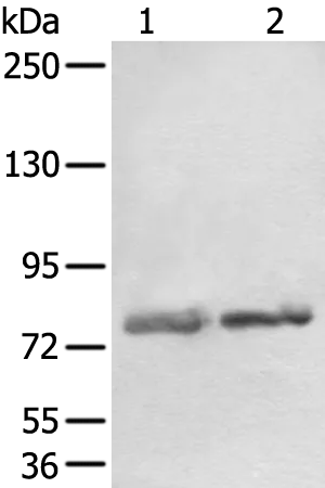 VAP1 (AOC3) Rabbit Polyclonal Antibody - image 1