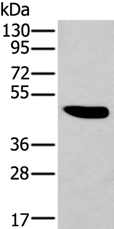 CCN6 Rabbit Polyclonal Antibody - image 1