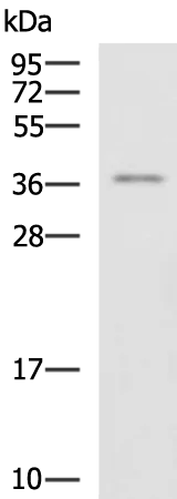ITLN2 Rabbit Polyclonal Antibody - image 1