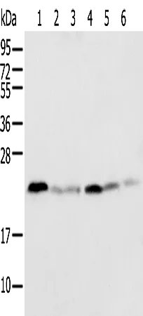 SPCS2 Rabbit Polyclonal Antibody - image 1