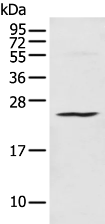 CTRP3 (C1QTNF3) Rabbit Polyclonal Antibody - image 1