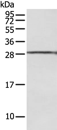 USE1 Rabbit Polyclonal Antibody - image 1