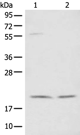 NOLA1 (GAR1) Rabbit Polyclonal Antibody - image 1