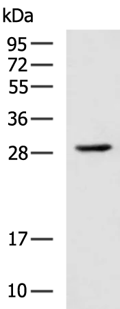 BDNF Rabbit Polyclonal Antibody - image 1
