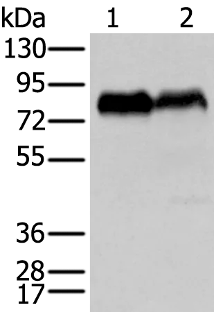 CD55 Rabbit Polyclonal Antibody - image 1