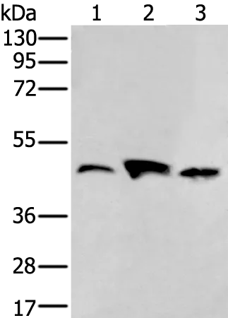 VASP Rabbit Polyclonal Antibody - image 1