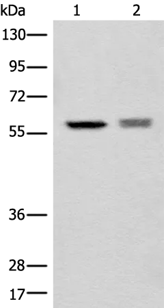 ATL3 Rabbit Polyclonal Antibody - image 1