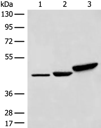 DDOST Rabbit Polyclonal Antibody - image 1