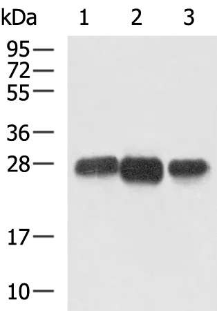 CD99 Rabbit Polyclonal Antibody - image 1