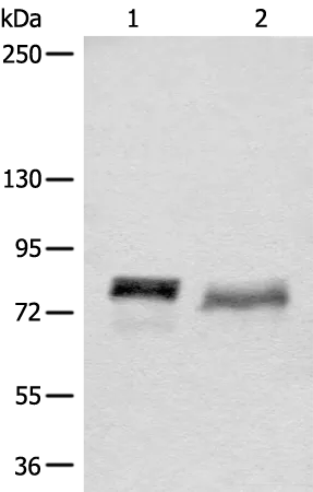 BCAS3 Rabbit Polyclonal Antibody - image 1