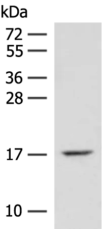 ISCU Rabbit Polyclonal Antibody - image 1