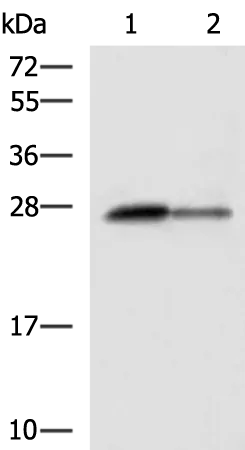 CTRB1 Rabbit Polyclonal Antibody - image 1