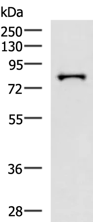 PRPF3 Rabbit Polyclonal Antibody - image 1