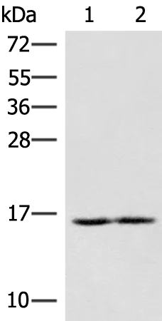 RNF24 Rabbit Polyclonal Antibody - image 1
