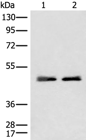 CHIT1 Rabbit Polyclonal Antibody - image 1