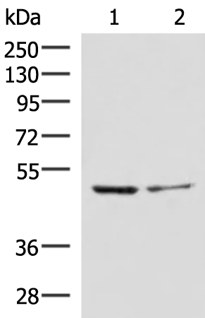 ECSIT Rabbit Polyclonal Antibody - image 1