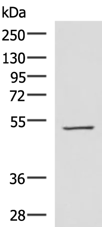 Ferredoxin Reductase (FDXR) Rabbit Polyclonal Antibody - image 1