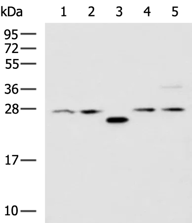 Proteasome subunit alpha type 6 (PSMA6) Rabbit Polyclonal Antibody - image 1