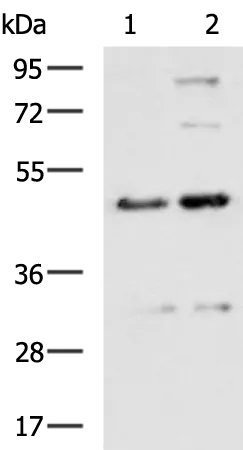 CMAS Rabbit Polyclonal Antibody - image 1