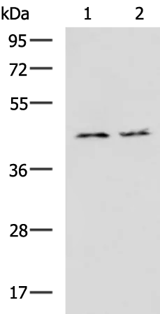 MAPKAP Kinase 3 (MAPKAPK3) Rabbit Polyclonal Antibody - image 1