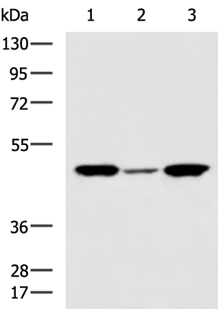 DEPTOR Rabbit Polyclonal Antibody - image 1