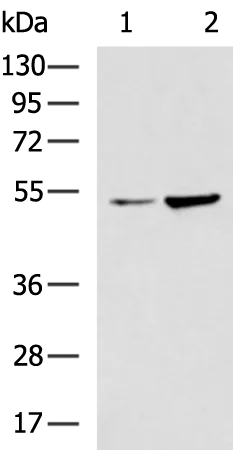 LXR alpha (NR1H3) Rabbit Polyclonal Antibody - image 1