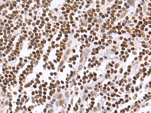SAPK4 (MAPK13) Rabbit Polyclonal Antibody - image 1