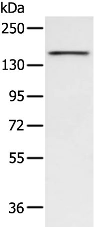 ARID2 Rabbit Polyclonal Antibody - image 1