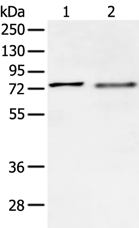 SOX9 Rabbit Polyclonal Antibody - image 1