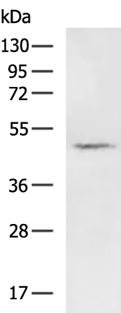 GPR39 Rabbit Polyclonal Antibody - image 1